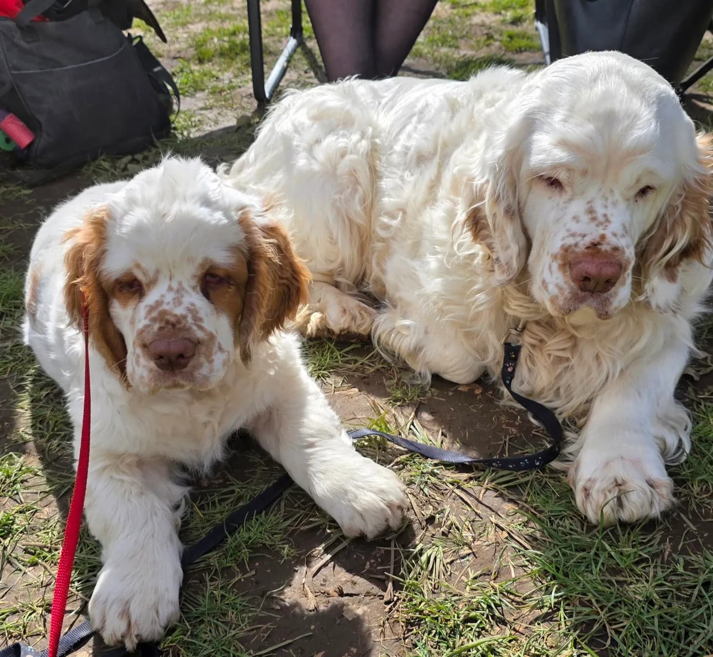 Dogs representing different bloodlines and genetic diversity in a vulnerable breed population in New Zealand