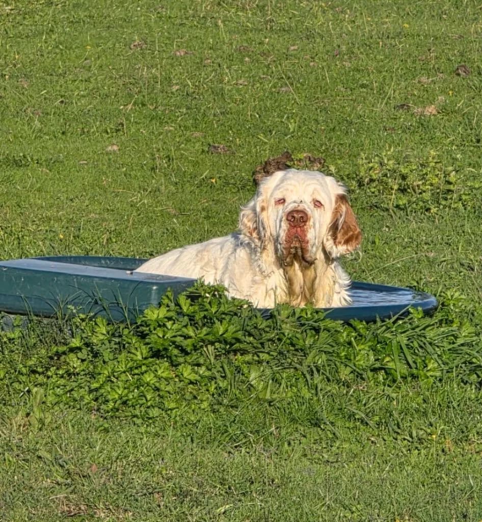 Clumber Spaniel at Newflands in New Zealand representing vulnerable dog breeds and long-term breed preservation